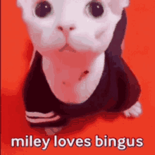 a white cat wearing a black shirt with the words miley loves bingus on it .