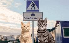 two cats sit in front of a sign that says strefa ruchu