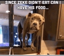 a dog is standing on a counter in a kitchen looking out a window .