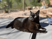 a black cat is laying down on a gray blanket