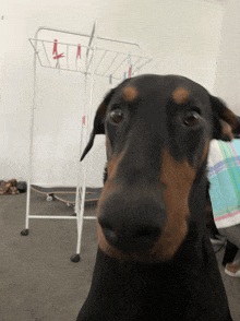 a close up of a dog 's face with a towel on its head