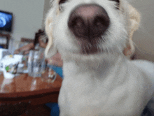 a close up of a dog 's nose with a blurry background in the background