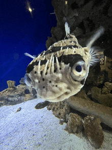 a fish with a large eye is swimming in a tank with a sign that says ' o ' on it