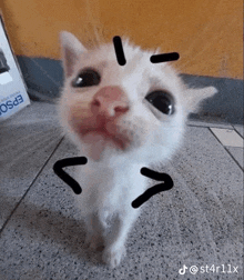 a white kitten is standing on a tiled floor and looking at the camera .