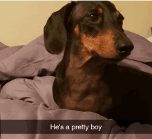 a dachshund laying on a bed with the caption " he 's a pretty boy "