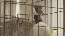 a goose in a cage with a national geographic logo in the corner