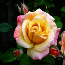 a close up of a yellow and pink rose with water drops