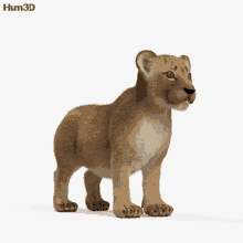 a hum3d model of a lion cub standing on a white surface