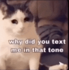 a cat is sitting next to a person with the words why did you text me in that tone .