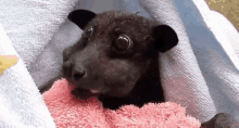 a bat is wrapped in a pink towel