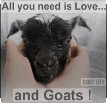 a person is holding a baby goat in their hands with a caption that says all you need is love and goats !