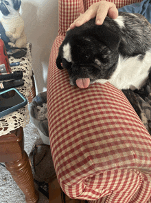 a black and white dog sticking its tongue out while laying on a couch