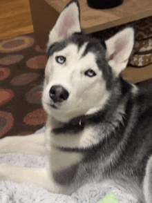 a husky dog with blue eyes is laying on a blanket