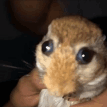 a close up of a person holding a small hamster with big eyes .