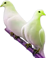 two white birds are perched on a purple stick