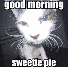 a cat says good morning sweetie pie on a meme