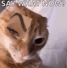 a cat with a piece of cardboard on its face and the words `` say what now '' above it .