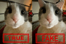 two pictures of a cat with the words " true " and " fake "