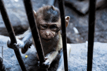 a baby monkey in a cage with a sad look on its face