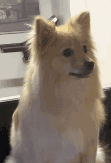 a pomeranian dog is looking at the camera with a serious look on its face