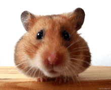 a close up of a hamster looking at the camera with a white background