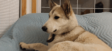 a husky dog laying on a blue couch