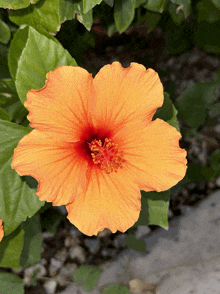 an orange hibiscus flower with a red center