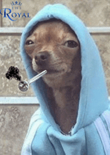 a dog wearing a blue hoodie is smoking a pipe in front of a sign that says " the royal "