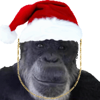 a chimpanzee wearing a santa hat with a gold chain around his neck