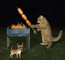 a cat is cooking sausages on a grill next to a small chihuahua