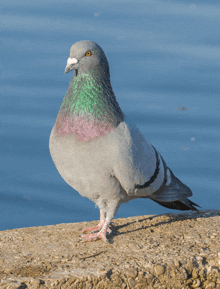 a pigeon is standing on a rock near the water and looking at the camera