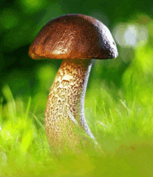 a mushroom is growing out of the grass in a field