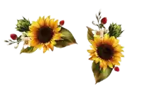 two sunflowers on a white background with leaves and berries