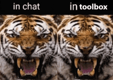 a picture of a tiger with its mouth open and the words in chat and in toolbox above it