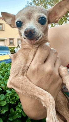 a person is holding a small dog with a tongue sticking out