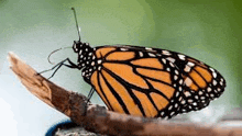 a close up of a butterfly sitting on a branch .