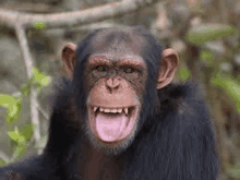 a chimpanzee with its tongue hanging out is smiling .