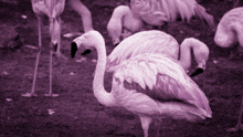 a flock of flamingos are standing in a field