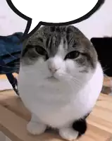 a cat with a speech bubble above it