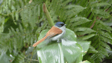 a small bird perched on a green leaf