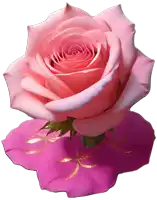 a pink rose is sitting on top of a pink flower