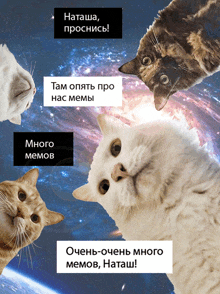 a group of cats are looking up at the camera with a caption in russian that says " natasha "