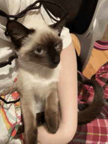 a person is holding a small siamese cat in their lap