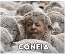 a man with a beard is surrounded by sheep and the word confia is written above him