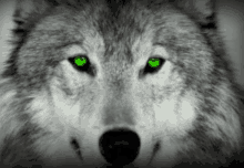 a close up of a wolf with green eyes looking at the camera .