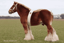 a brown horse is standing in a grassy field with the name anoek franssen written on the bottom