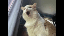 a cat with its mouth wide open looks up at the camera