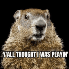 a close up of a groundhog with the words `` y'all thought i was playin '' written on it .