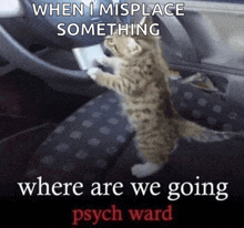 a kitten sitting in a car with a caption that says when i misplace something where are we going psych ward