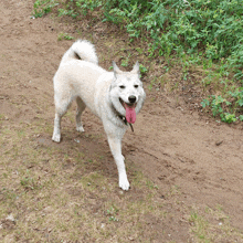 a white dog with its tongue out is standing on a dirt path